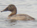 Canvasback